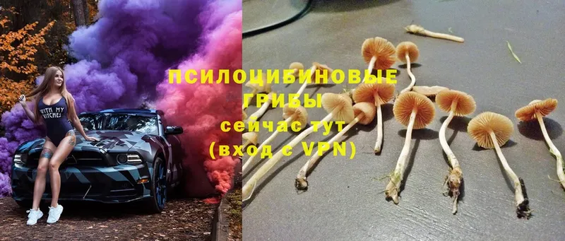 где найти   Верхняя Тура  Псилоцибиновые грибы Psilocybine cubensis 